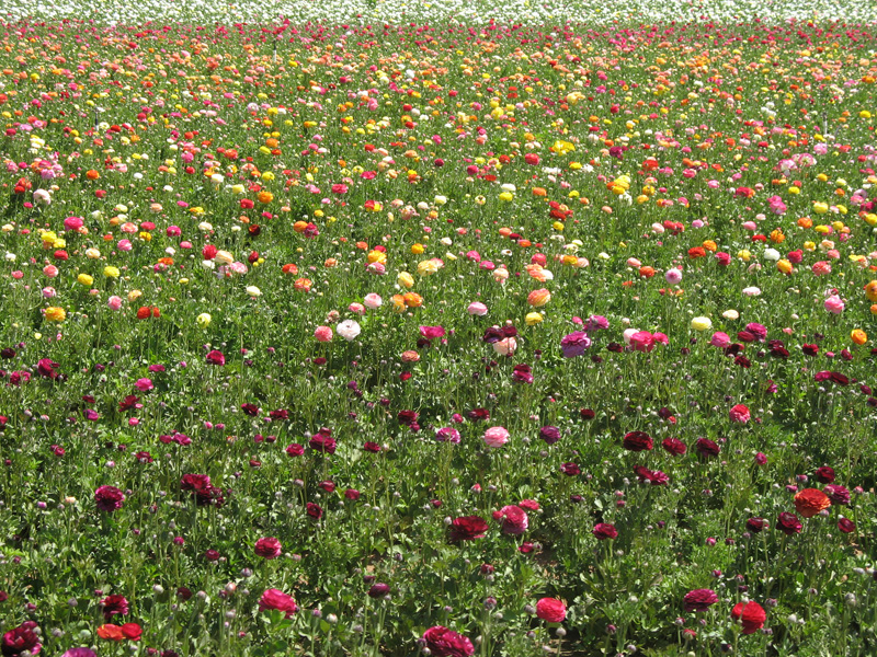 Our trip to the Carlsbad Flower Fields and the gate at the Balboa park Japanese…